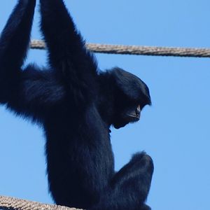 Siamang
