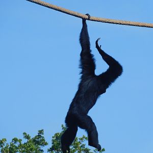 Siamang