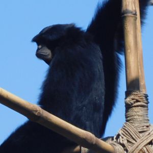 Siamang