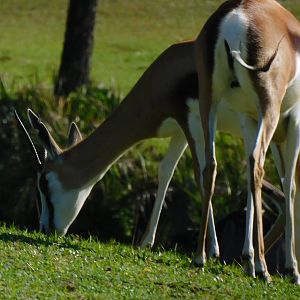 Springbok