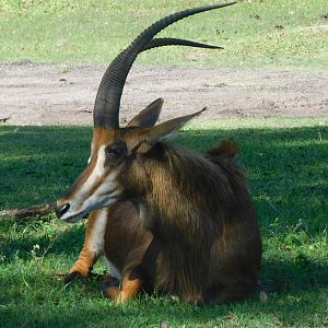 Sable antelope
