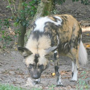 African wild dog