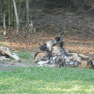 African wild dog