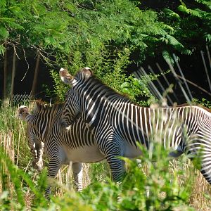 Grevy zebra