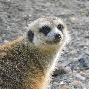Meerkat