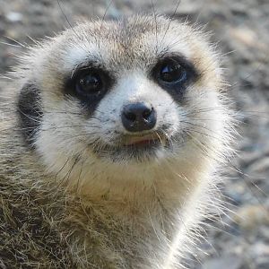 Meerkat