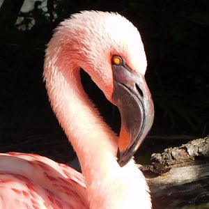 Lesser flamingo