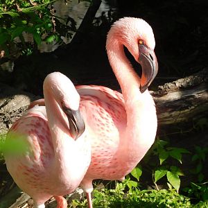 Lesser flamingo