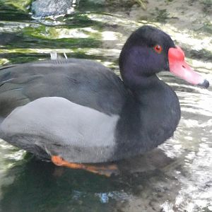 Rosy billed pochard