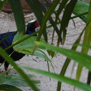 Can anyone id this pheasant