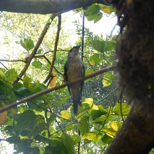 Can anyone id this Bird