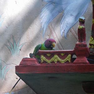 Can anyone id this Parrot