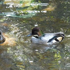 Can anyone id this Duck