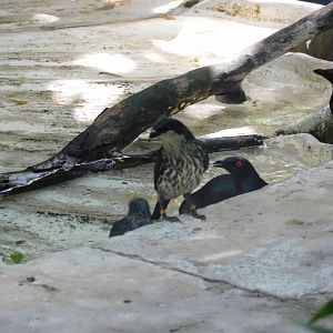 Can anyone id the bird in the front