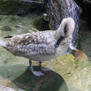 Can anyone id this duck