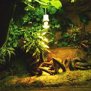 Rhinoceros viper terrarium, 2009-04-14