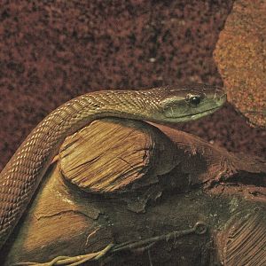 Black mamba (Dendroaspis polylepis), 2009-04-14