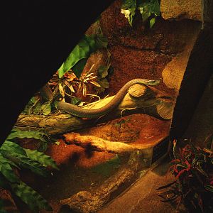 Black mamba terrarium, 2009-04-14