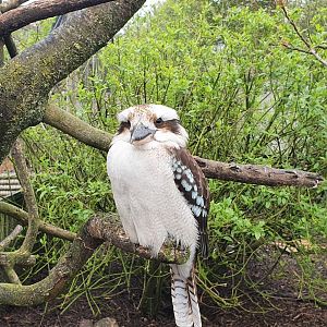 Kookaburra
