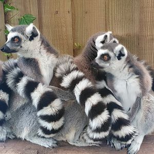 Ringtailed lemur group