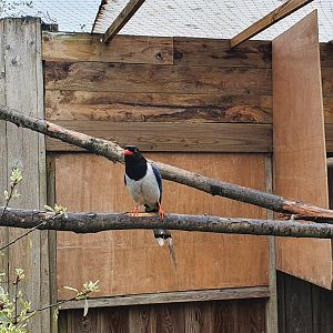 Red billed blue magpie