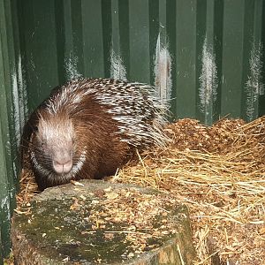 Indian crested porcupine