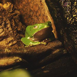 Giant leaf frog (Phyllomedusa bicolor), 2009-04-14