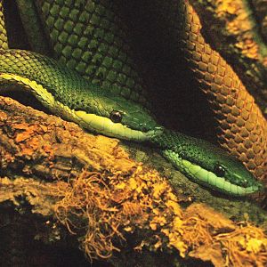 Baron's green racers (Philodryas baroni), 2009-04-14