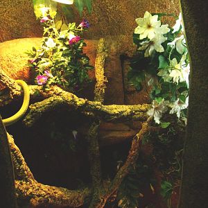 Baron's green racer terrarium, 2009-04-14