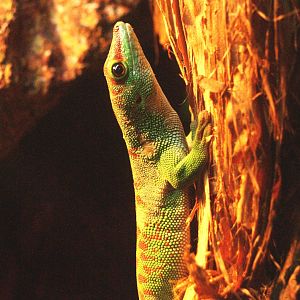 Greater Madagascar day gecko (Phelsuma grandis), 2009-04-14