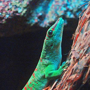 Greater Madagascar day gecko (Phelsuma grandis), 2009-04-14