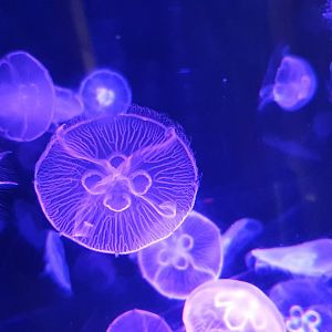 Jellyfish