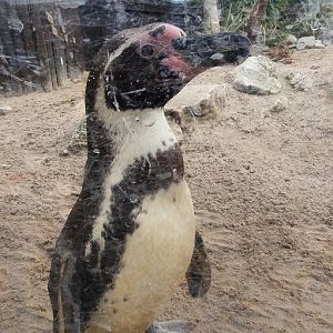 Humboldt penguin