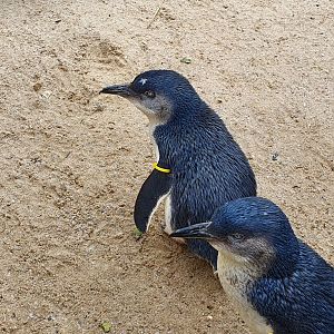 Little blue penguins