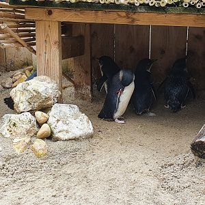 Little blue penguins