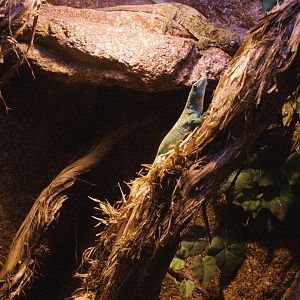 Terrarium with two gecko species, 2009-04-14
