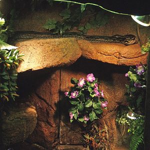 Madagascar ground boa terrarium, 2009-04-14