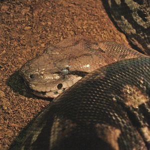 Malagasy ground boa (Acrantophis madagascariensis), 2009-04-14