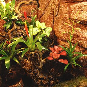 Yellow-banded poison dart frog terrarium, 2009-04-14