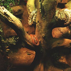Jungle carpet python terrarium, 2009-04-14