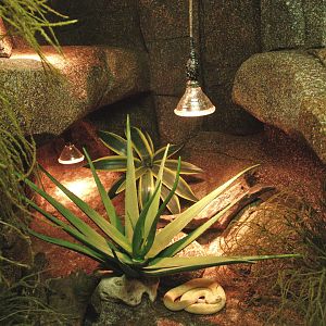 Western diamondback rattlesnake terrarium, 2009-04-14