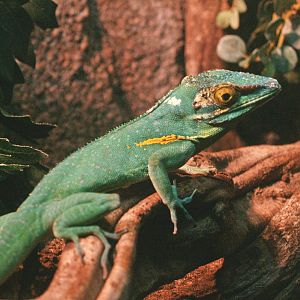 Baracoa anole (Anolis baracoae), 2009-04-14