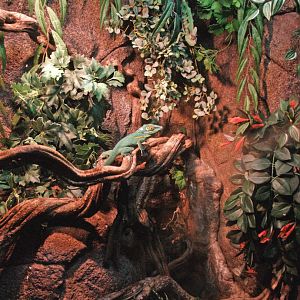 Baracoa anole terrarium, 2009-04-14