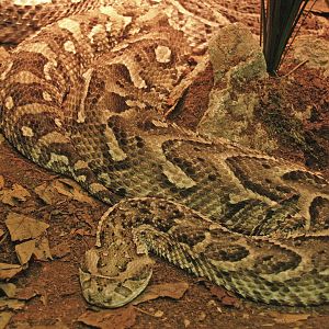 Puff adder (Bitis arietans), 2009-04-14