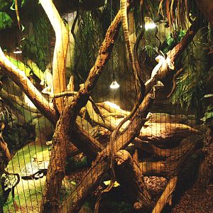 Green iguana and slider turtle exhibit, 2009-04-14