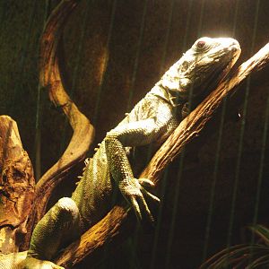 Green iguana (Iguana iguana), 2009-04-14