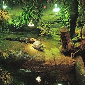 Cuvier's dwarf caiman and slider turtle exhibit, 2009-04-14