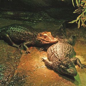 Cuvier's dwarf caimans (Paleosuchus palpebrosus), 2009-04-14