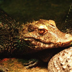 Cuvier's dwarf caiman (Paleosuchus palpebrosus), 2009-04-14