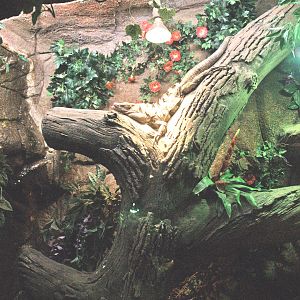 Black iguana terrarium, 2009-04-14